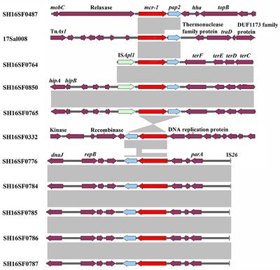 Genomic Characterization of mcr-1-Carrying Foodborne Salmonella enterica serovar Typhimurium and Identification of a Transferable Plasmid Carrying mcr-1, blaCTX-M-14, qnrS2, and oqxAB Genes From Ready-to-Eat Pork Product in China